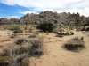 Joshua Tree NP 002