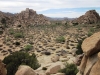 Joshua Tree NP 004