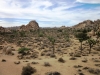 Joshua Tree NP 020