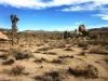 Joshua Tree NP 021