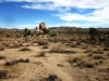 Joshua Tree NP 023