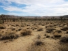 Joshua Tree NP 025