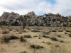 Joshua Tree NP 026