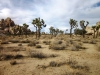 Joshua Tree NP 027