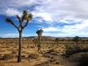 Joshua Tree NP 033