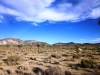 Joshua Tree NP 034