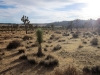 Joshua Tree NP 041