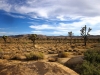 Joshua Tree NP 045