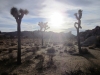 Joshua Tree NP 055