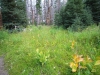 Merced Lake to Vogelsang 041