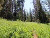 Mitchell Peak - Rowell Meadow 024