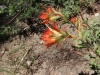 Mitchell Peak - Rowell Meadow 066