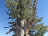 mt-baden-powell-034