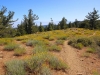 Mt-Pinos-Sawmill-Mtn-4x-0041