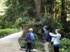 Muir Woods 0001