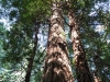 Muir Woods 0003