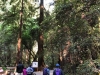 Muir Woods 0006