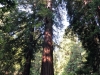 Muir Woods 0008