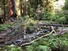 Muir Woods 0010