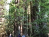 Muir Woods 0011