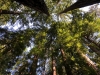 Muir Woods 0013