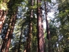 Muir Woods 0014