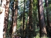 Muir Woods 0015