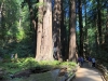 Muir Woods 0016