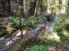 Muir Woods 0017