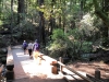 Muir Woods 0019