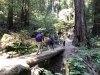 Muir Woods 0020