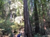 Muir Woods 0021