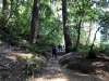 Muir Woods 0022