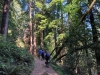 Muir Woods 0028