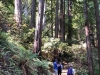 Muir Woods 0031