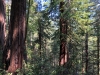 Muir Woods 0032