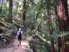 Muir Woods 0033