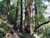 Muir Woods 0034