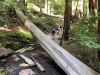 Muir Woods 0035