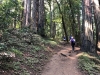 Muir Woods 0039