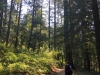 Muir Woods 0040