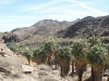 Palm Canyon 003.JPG