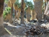 Palm Canyon 004.JPG