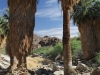 Palm Canyon 005.JPG