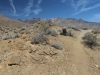 Palm Canyon 015.JPG