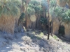 Palm Canyon 032.JPG