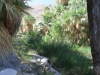 Palm Canyon 040.JPG