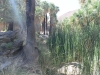 Palm Canyon 041.JPG