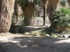 Palm Canyon 050.JPG