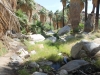 Palm Canyon 059.JPG